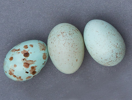 Brown-backed Honeybird eggs with Karoo Prinia egg